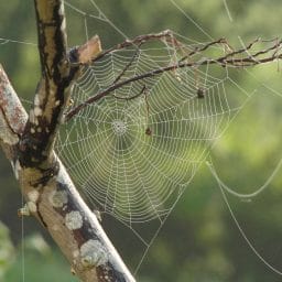 Close up of a spider web.
