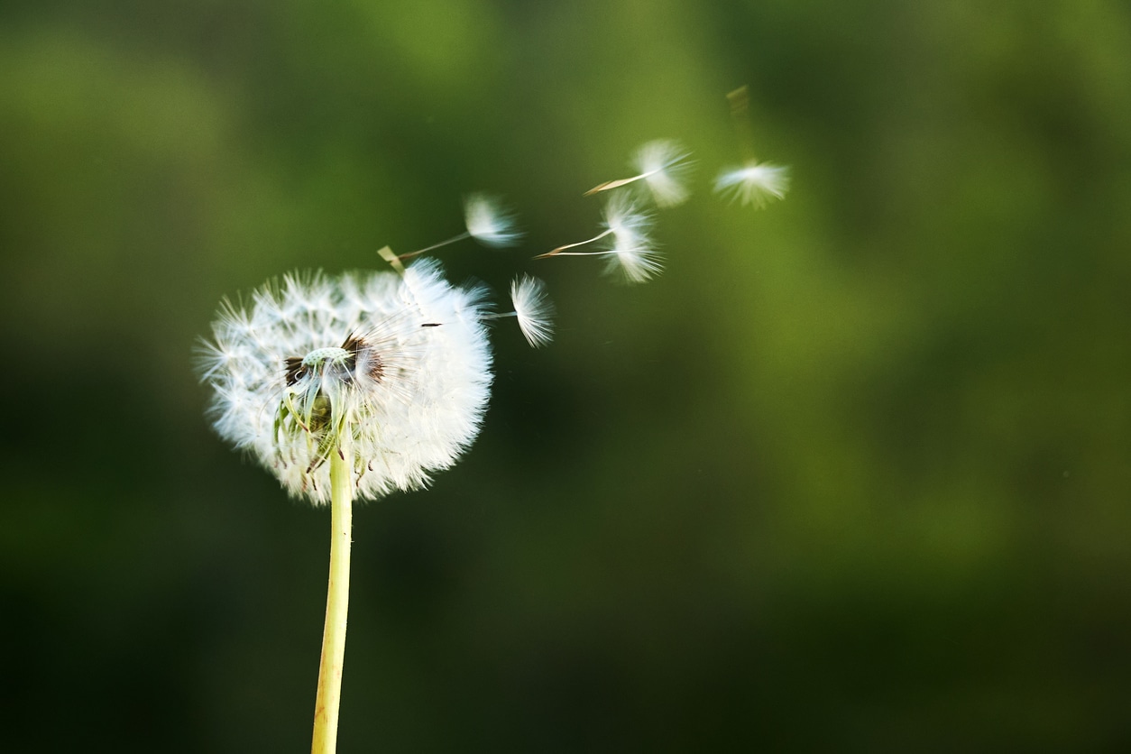 Dandelion puff blowing away in the wind.